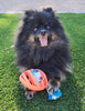 Rubber Football Dog Chew Toy with Tug Rope -- Great for Active Dogs --